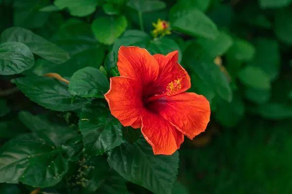 Hybrid_Hibiscus_Flower_Plant_I_Grafted_Plant