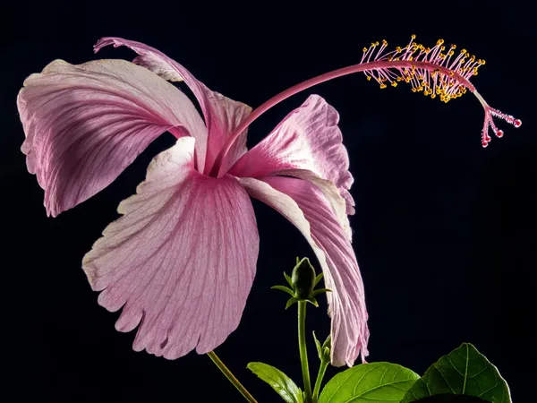 Hybrid_Hibiscus_Flower_Plant_I_Grafted_Plant
