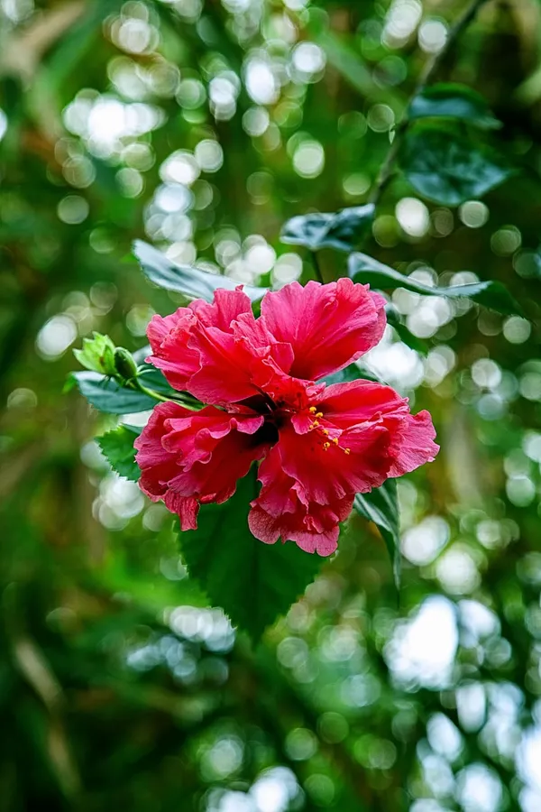 Hybrid_Hibiscus_Flower_Plant_I_Grafted_Plant