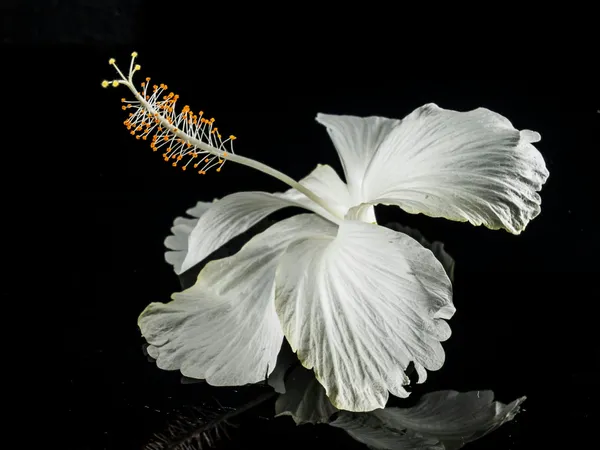 Hybrid_Hibiscus_Flower_Plant_I_Grafted_Plant