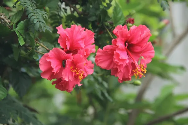 Hybrid_Hibiscus_Flower_Plant_I_Grafted_Plant