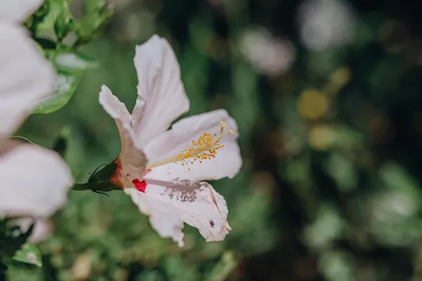 Hybrid_Hibiscus_Flower_Plant_I_Grafted_Plant
