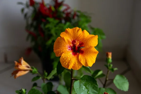 Hybrid_Hibiscus_Flower_Plant_I_Grafted_Plant