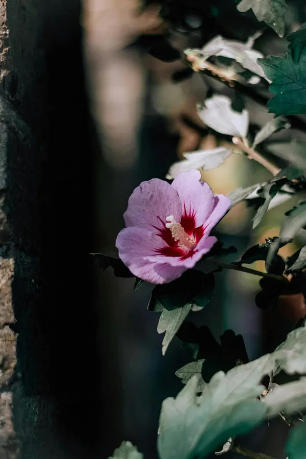 Hybrid_Hibiscus_Flower_Plant_I_Grafted_Plant
