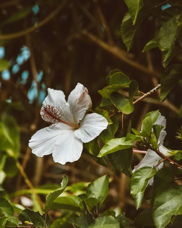 Hybrid_Hibiscus_Flower_Plant_I_Grafted_Plant