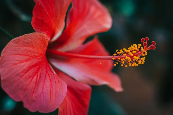 Hybrid_Hibiscus_Flower_Plant_I_Grafted_Plant