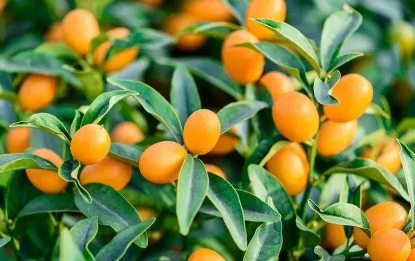 Hybrid_Kumquat_Lemon_Fruit__Grafting_Plant_(1.5-3_Feet_Height_Pack_Of_1)