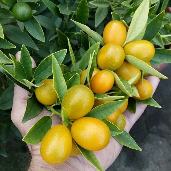 Hybrid_Kumquat_Lemon_Fruit__Grafting_Plant_(1.5-3_Feet_Height_Pack_Of_1)