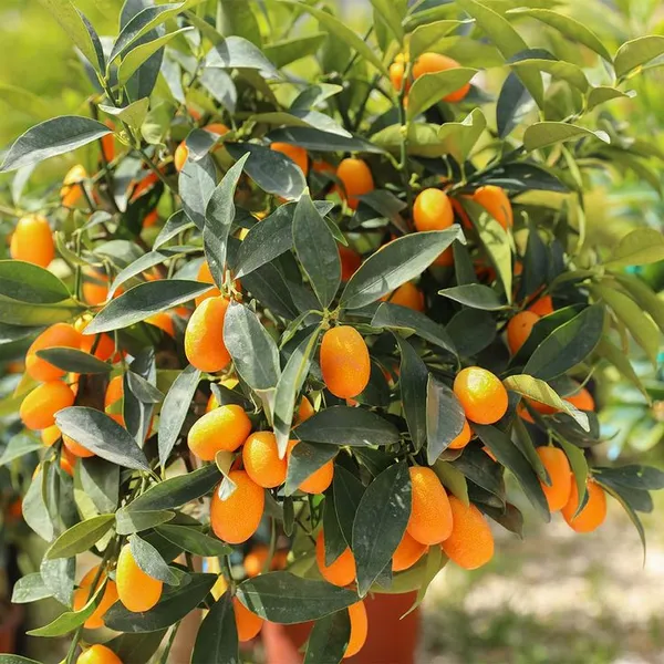 Hybrid_Kumquat_Lemon_Fruit__Grafting_Plant_(1.5-3_Feet_Height_Pack_Of_1)