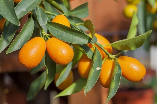 Hybrid_Kumquat_Lemon_Fruit__Grafting_Plant_(1.5-3_Feet_Height_Pack_Of_1)