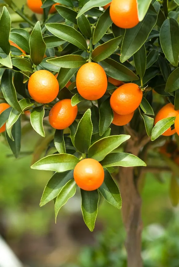 Hybrid_Kumquat_Lemon_Fruit__Grafting_Plant_(1.5-3_Feet_Height_Pack_Of_1)