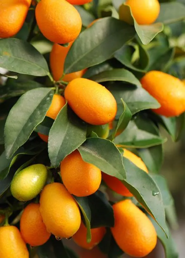 Hybrid_Kumquat_Lemon_Fruit__Grafting_Plant_(1.5-3_Feet_Height_Pack_Of_1)