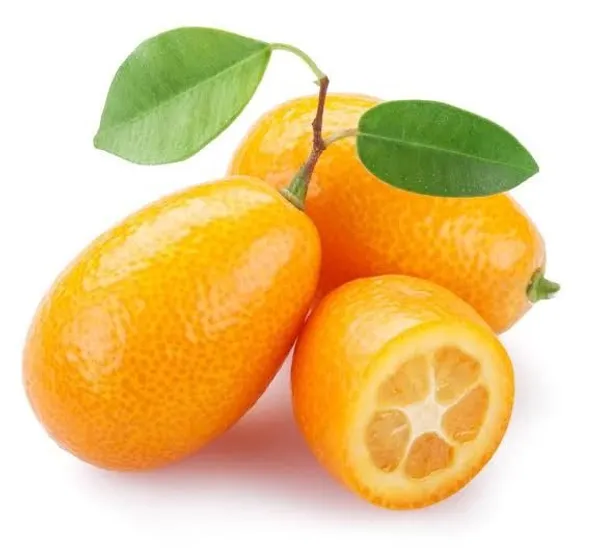 Hybrid_Kumquat_Lemon_Fruit__Grafting_Plant_(1.5-3_Feet_Height_Pack_Of_1)