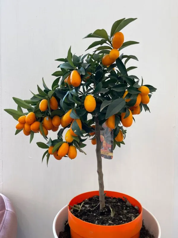 Hybrid_Kumquat_Lemon_Fruit__Grafting_Plant_(1.5-3_Feet_Height_Pack_Of_1)