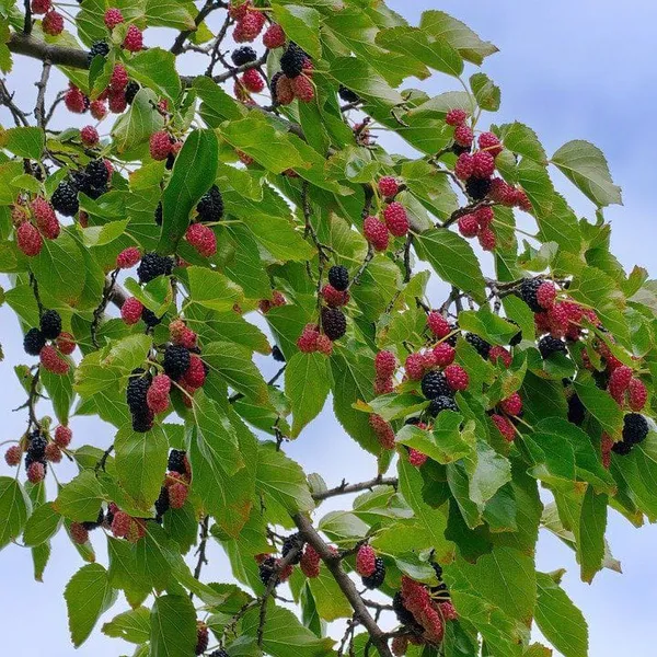 Hybrid_Long_Mulberry_Fruit_Plant_I_Grafted_Plant_(1.5-3_Feet_Height_Pack_Of_1)