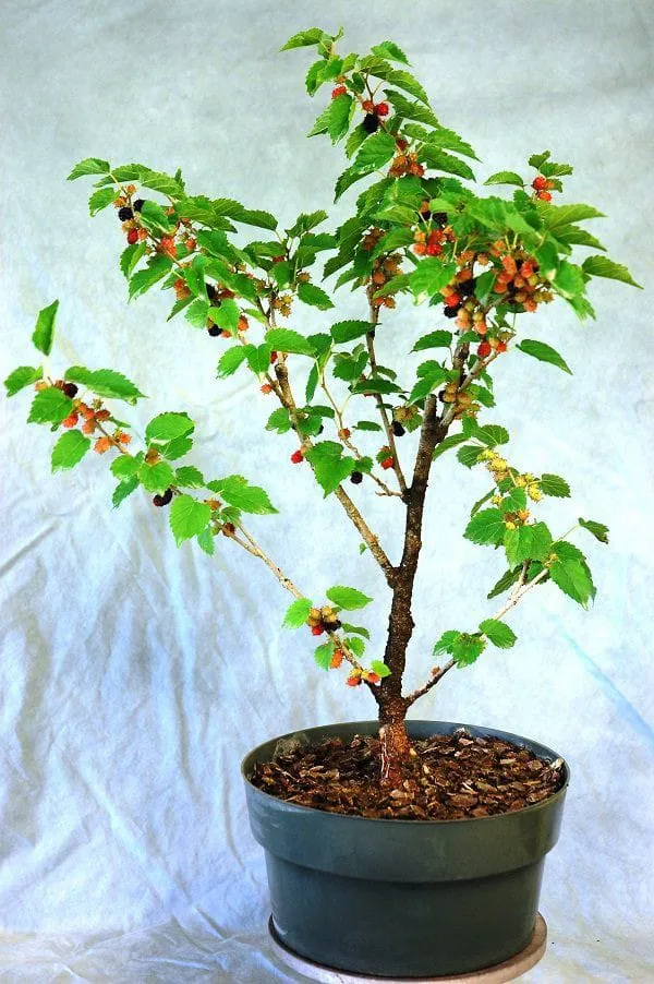 Hybrid_Long_Mulberry_Fruit_Plant_I_Grafted_Plant_(1.5-3_Feet_Height_Pack_Of_1)
