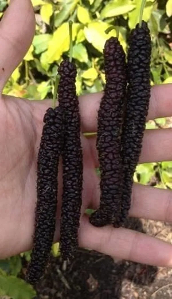 Hybrid_Long_Mulberry_Fruit_Plant_I_Grafted_Plant_(1.5-2_Feet_Height_Pack_Of_1)