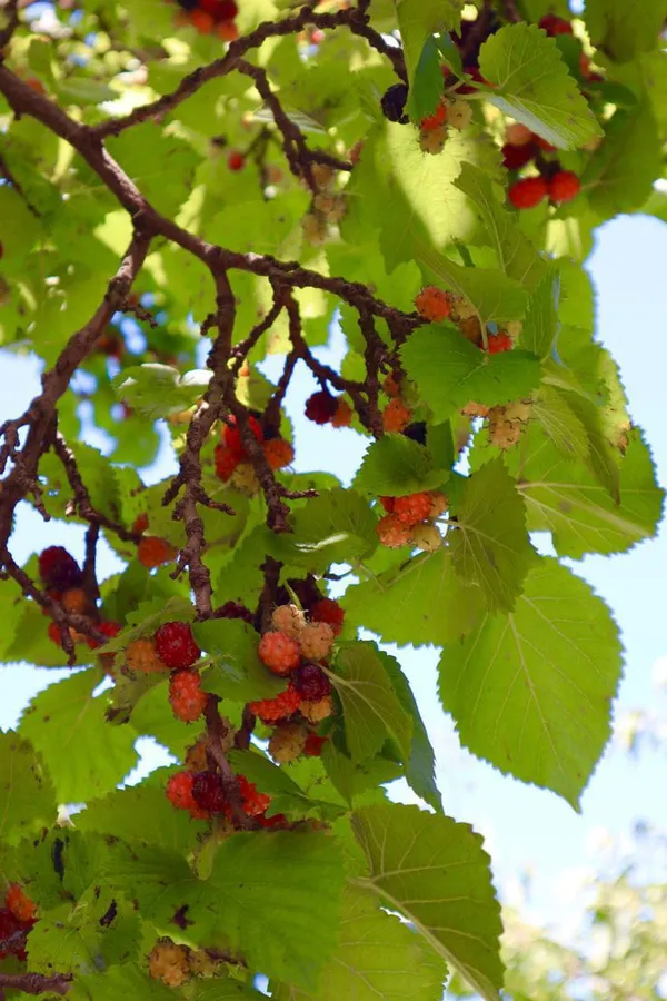 Hybrid_Long_Mulberry_Fruit_Plant_I_Grafted_Plant_(1.5-3_Feet_Height_Pack_Of_1)