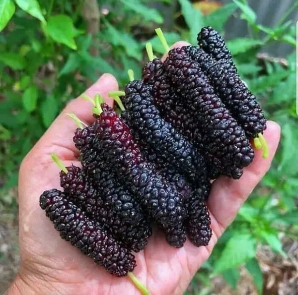 Hybrid_Long_Mulberry_Fruit_Plant_I_Grafted_Plant_(1.5-2_Feet_Height_Pack_Of_1)