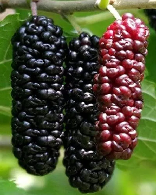 Hybrid_Long_Mulberry_Fruit_Plant_I_Grafted_Plant_(1.5-2_Feet_Height_Pack_Of_1)