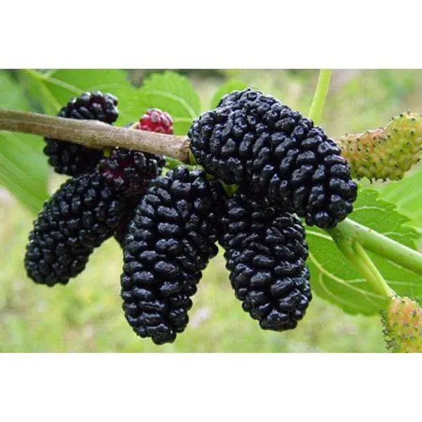 Hybrid_Long_Mulberry_Fruit_Plant_I_Grafted_Plant