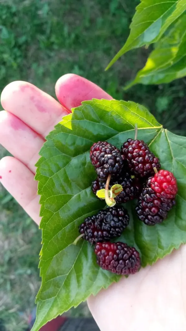 Hybrid_Long_Mulberry_Fruit_Plant_I_Grafted_Plant