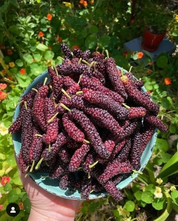 Hybrid_Long_Mulberry_Fruit_Plant_I_Grafted_Plant_(1.5-2_Feet_Height_Pack_Of_1)