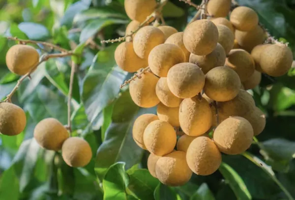 Hybrid_Longon_Fruit_Plant_(Grafting)_(1.5-3_Feet_Height_Pack_Of_1)
