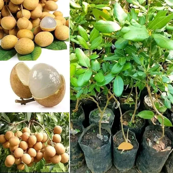 Hybrid_Longon_Fruit_Plant_(Grafting)_(1.5-3_Feet_Height_Pack_Of_1)