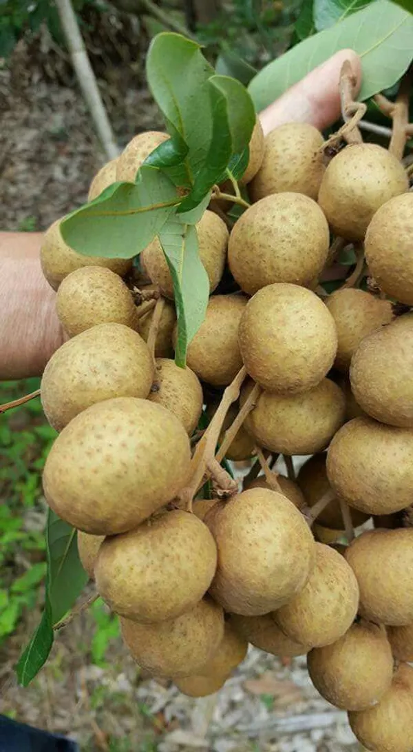 Hybrid_Longon_Fruit_Plant_(Grafting)_(1.5-3_Feet_Height_Pack_Of_1)