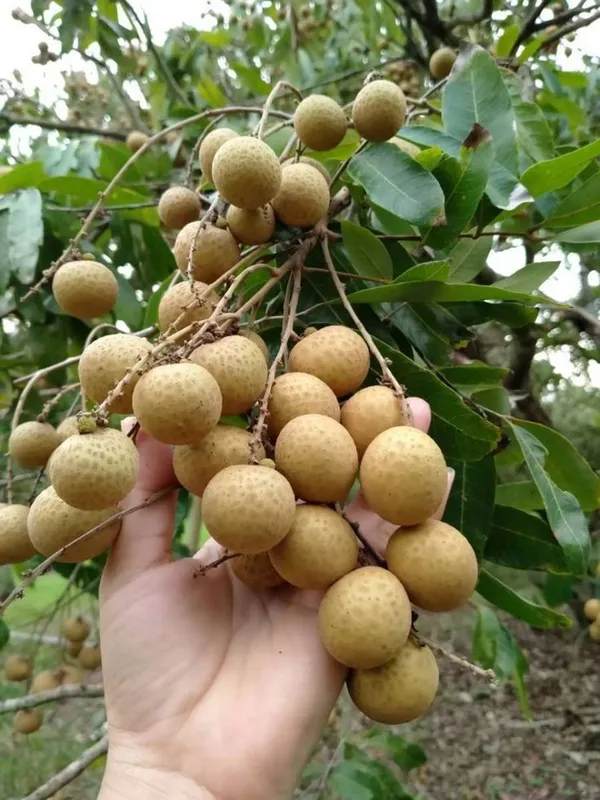 Hybrid_Longon_Fruit_Plant_(Grafting)_(1.5-3_Feet_Height_Pack_Of_1)