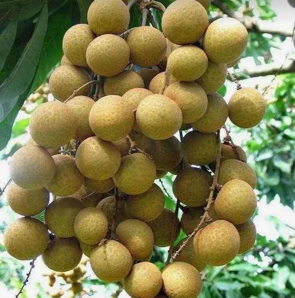 Hybrid_Longon_Fruit_Plant_(Grafting)_(1.5-3_Feet_Height_Pack_Of_1)
