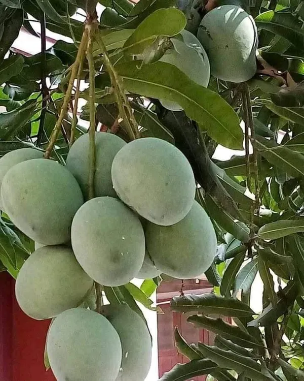 Hybrid_Mango_Grafting_Plant