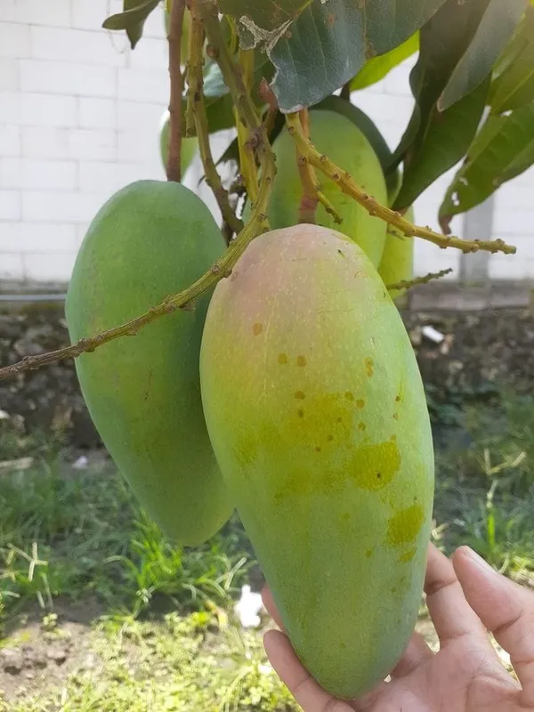 Hybrid_Mango_Grafting_Plant