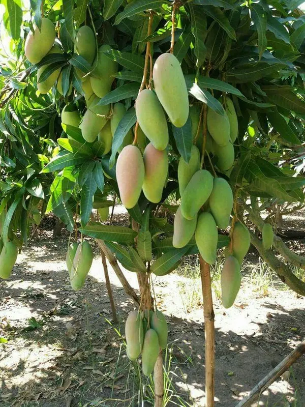 Hybrid_Mango_Grafting_Plant_pack_of-1