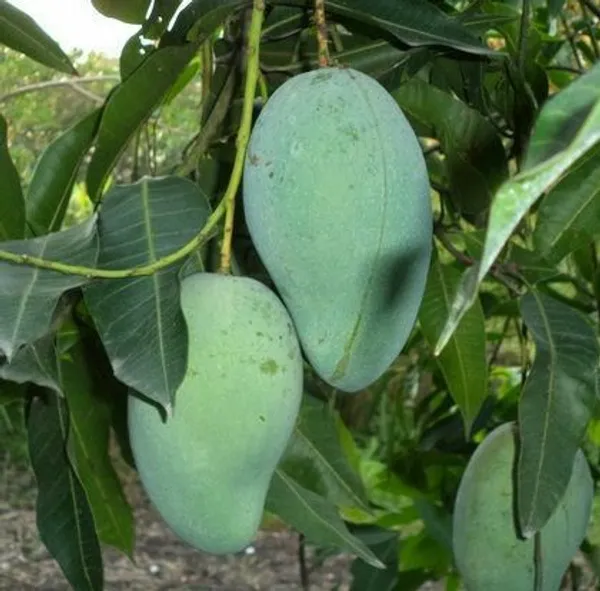 Hybrid_Mango_Grafting_Plant_pack_of-1