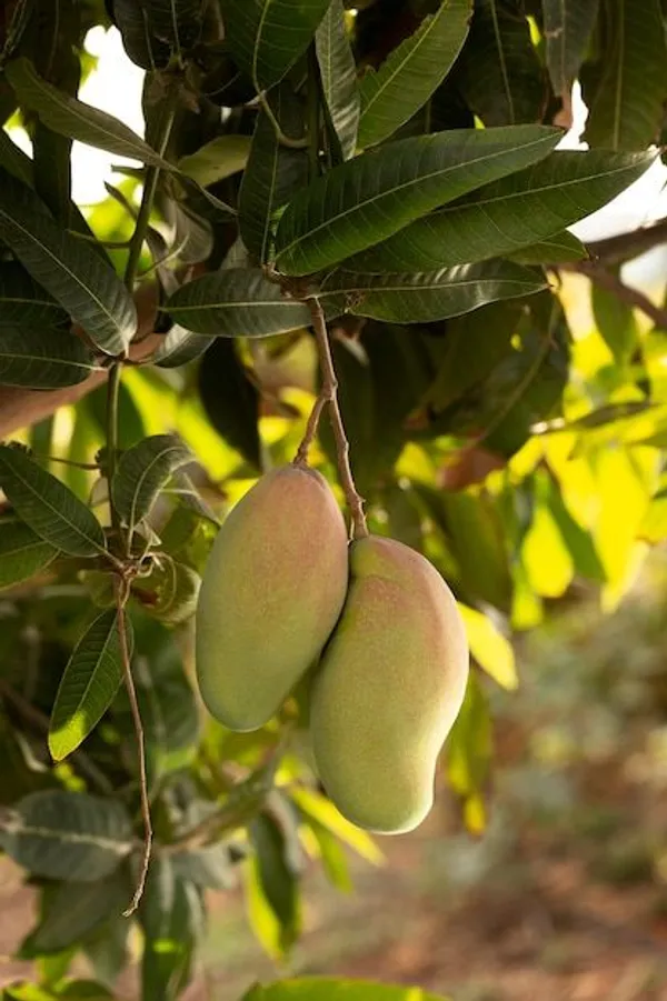 Hybrid_Mango_Grafting_Plant_pack_of-1