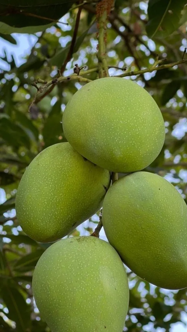 Hybrid_Mango_Grafting_Plant_pack_of-1