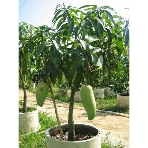 Hybrid_Mango_Grafting_Plant_pack_of-1
