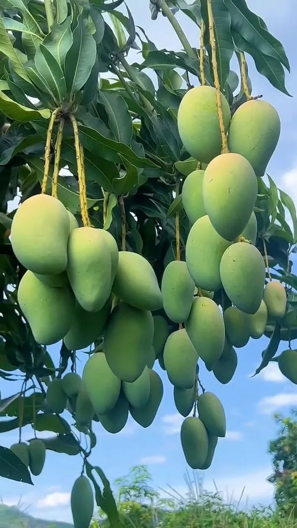 Hybrid_Mango_Grafting_Plant_pack_of-1