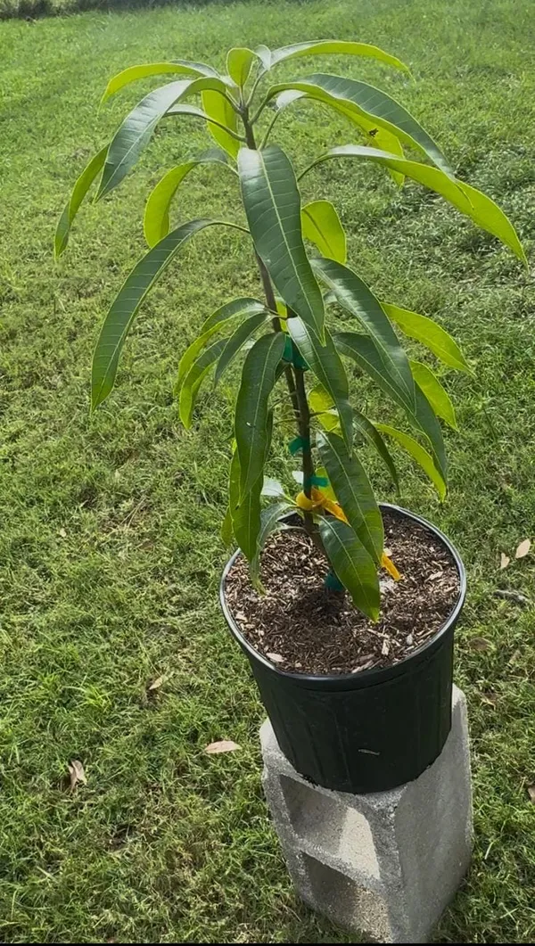 Hybrid_Mango_Grafting_Plant_pack_of-1