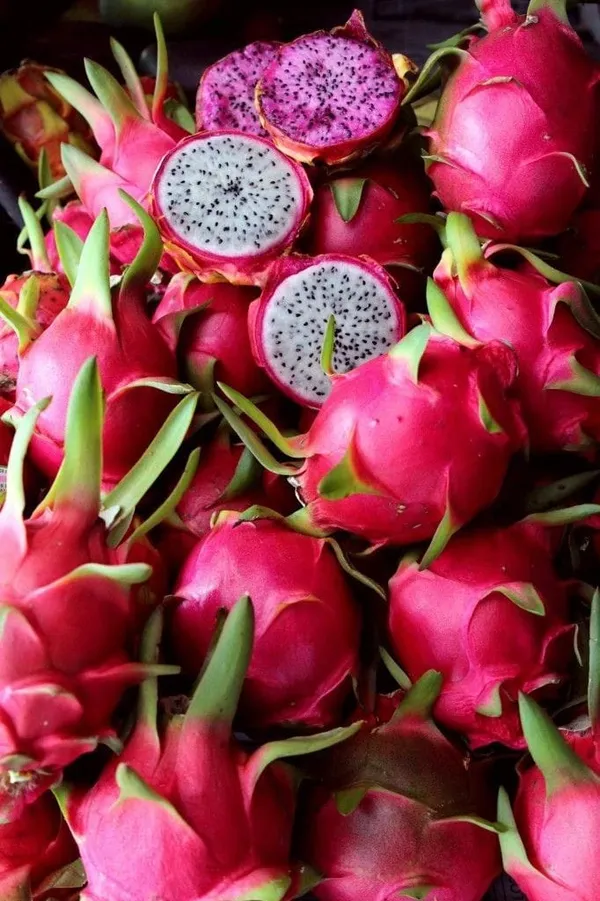 Hybrid_Pink&White_Dragon_Fruit_Plant
