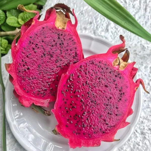 Hybrid_Pink__Dragon_Fruit_Plant