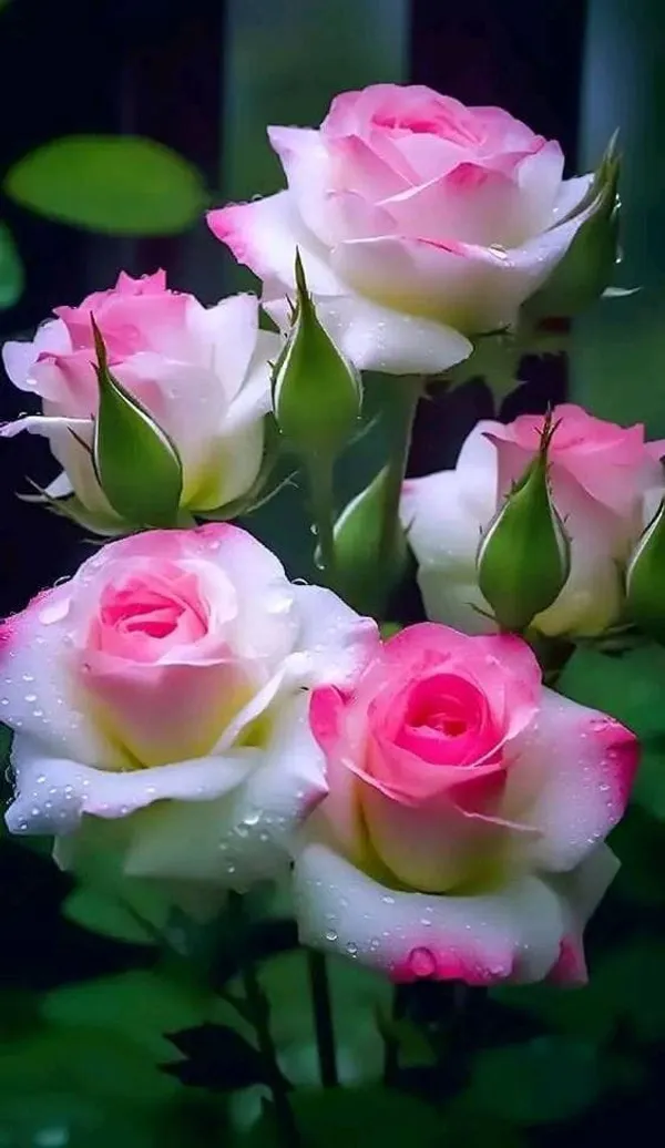 Hybrid_Rose_Plant_Cambo_pack_of_6_🌹🌷🌹🌷(1.5-2_Feet_Height)