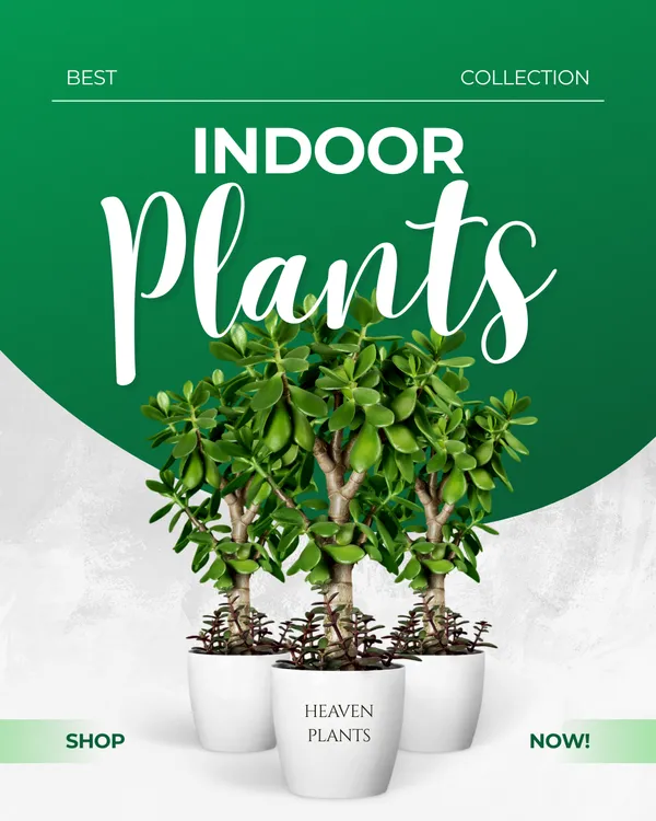 Indoor_Jade_Plant