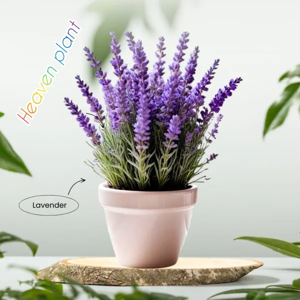 Indoor_Live__Lavender_Flower_Plant_(1.5-3_Hight/Pack_Of-1_)
