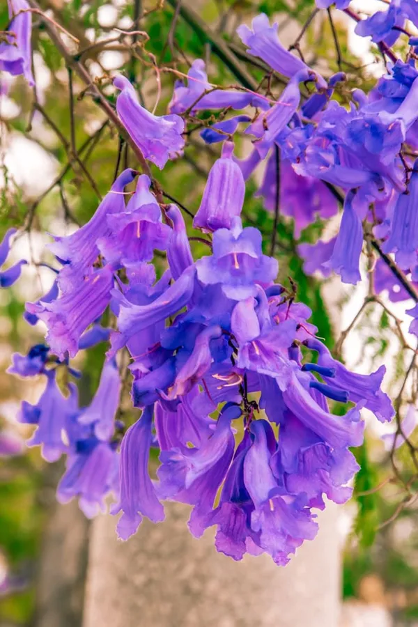 Jacaranda_Flower_Tree