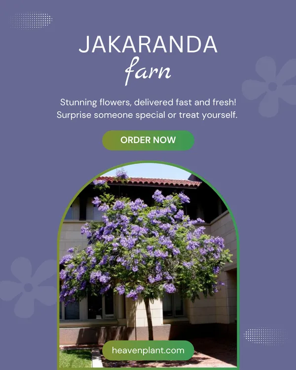 Jacaranda_Flower_Tree