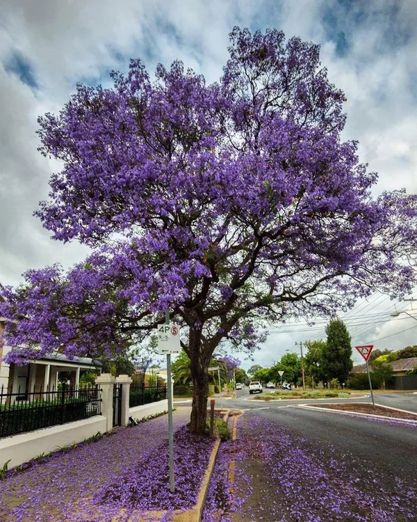 Jacaranda_Flower_Tree