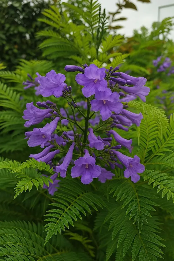 Jacaranda_Flower_Tree
